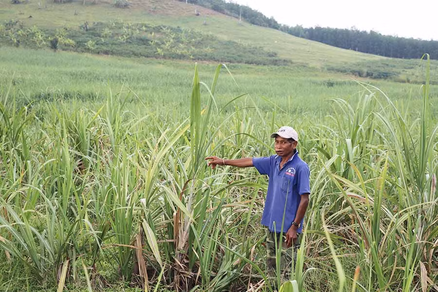  Đến kỳ thu hoạch mà ruộng mía của gia đình ông Đinh Văn Đinh (làng Húp, xã Kông Yang, huyện Kông Chro) mới cao tới nách. Ảnh: Ngọc Minh