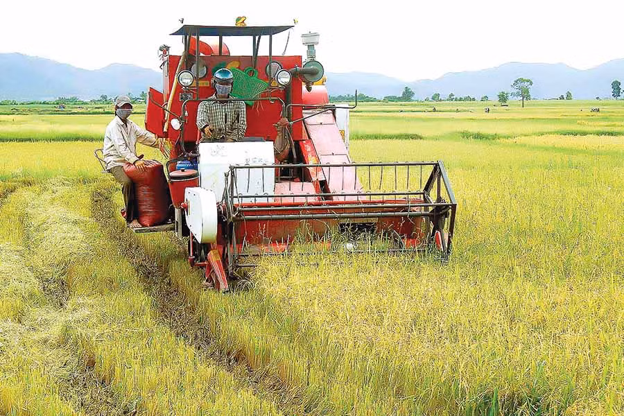 Thu hoạch lúa ở huyện Phú Thiện. Ảnh: Đ.T