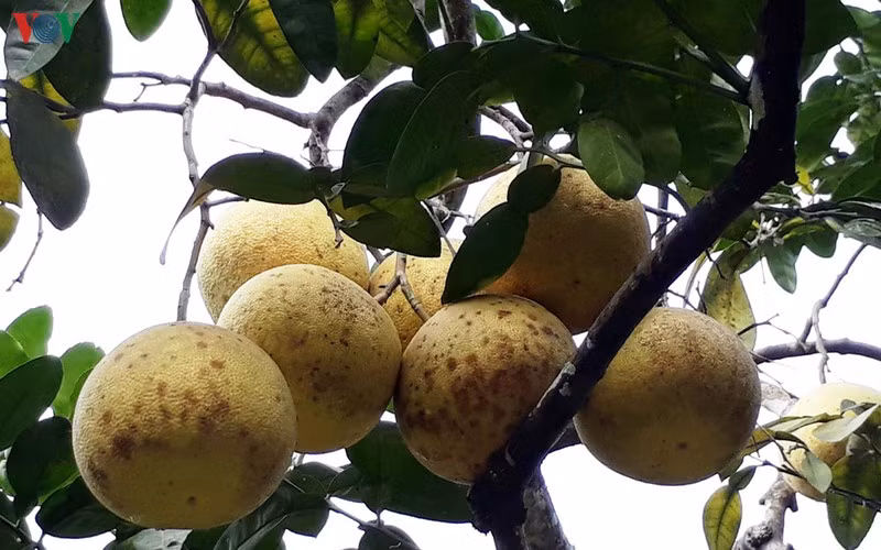 Bưởi Đại Minh vào chính vụ.