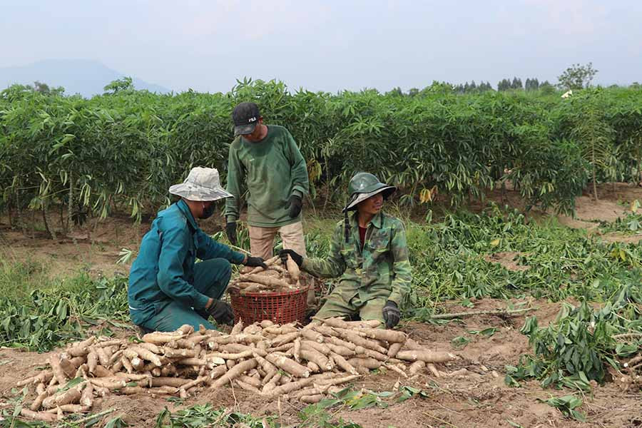 Mì giảm giá, giảm năng suất khiến nhiều nông dân ở khu vực phía Đông tỉnh thất thu. Ảnh: N.M  Mì giảm giá, giảm năng suất khiến nhiều nông dân ở khu vực phía Đông tỉnh thất thu. Ảnh: N.M