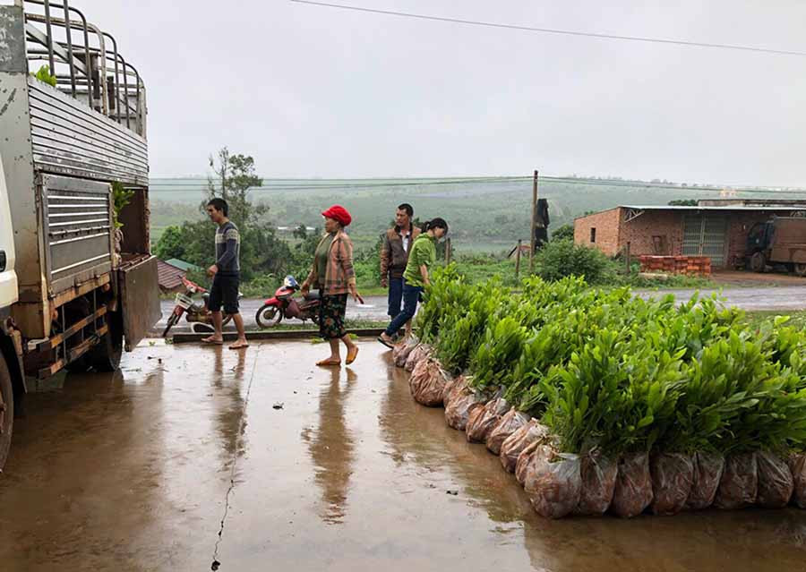  Huyện Đak Đoa cấp cây giống cho người dân trồng rừng trong năm 2019. Ảnh: L.N