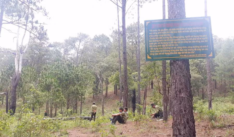 Rừng thông Kon H'rung. Ảnh: Nguyễn Tú