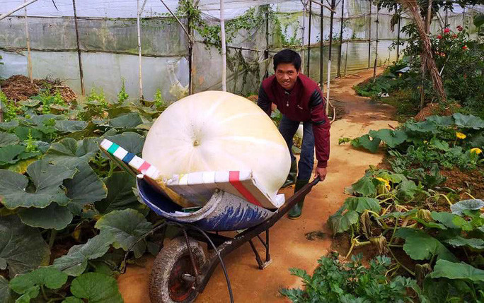  Những quả bí to lớn nhất đều đã có người đặt hàng với giá trên 10 triệu đồng mỗi quả. Loại bí này có thể trưng bày cho khách tham quan, chụp hình vui chơi trong vòng vài tháng mới hư hỏng.