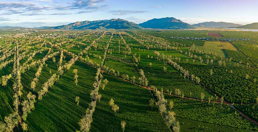 Bằng các tác phẩm của mình, văn nghệ sĩ trên địa bàn tỉnh đã góp chung tiếng nói để bảo vệ môi trường (trong ảnh: đồi chè xã Nghĩa Hưng, huyện Chư Pah). Ảnh: PHAN NGUYÊN