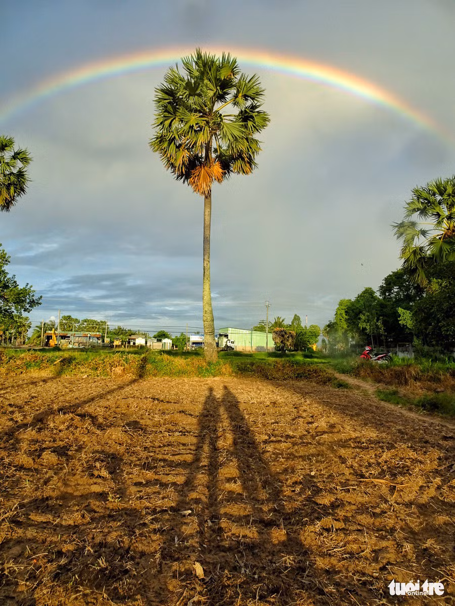 Cầu vòng ôm trọn cây thốt nốt - Ảnh: NGUYỆT NHI