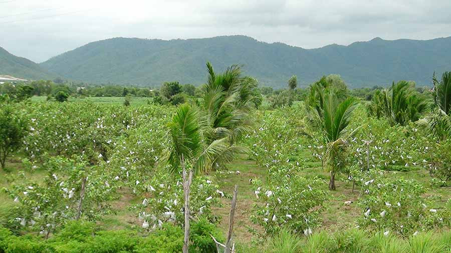 Vườn ổi của lão nông Đào Văn Thụ cho thu nhập hàng trăm triệu đồng mỗi năm. Ảnh: M.N