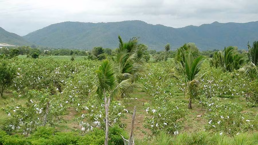 Vườn ổi của lão nông Đào Văn Thụ cho thu nhập hàng trăm triệu đồng mỗi năm. Ảnh: M.N