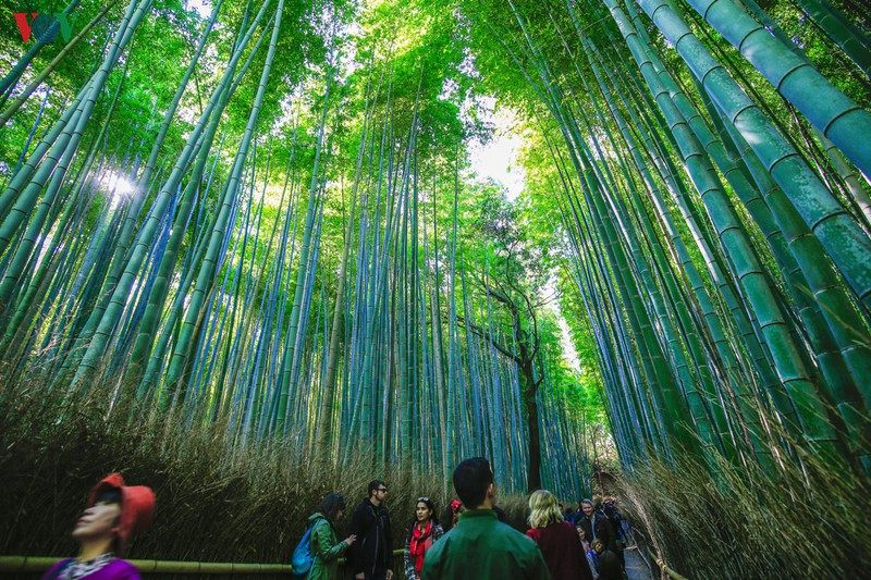 Du khách chắc chắn không thể bỏ qua các danh thắng khác tại đây như rừng tre Nagano hàng ngàn cây thẳng tắp, công viên khỉ,... Du khách chắc chắn không thể bỏ qua các danh thắng khác tại đây như rừng tre Nagano hàng ngàn cây thẳng tắp, công viên khỉ,...