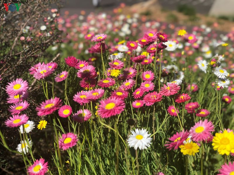  Không chỉ trong công viên mà trên bên lề đường cũng có thể bắt gặp các vạt hoa đầy màu sắc
