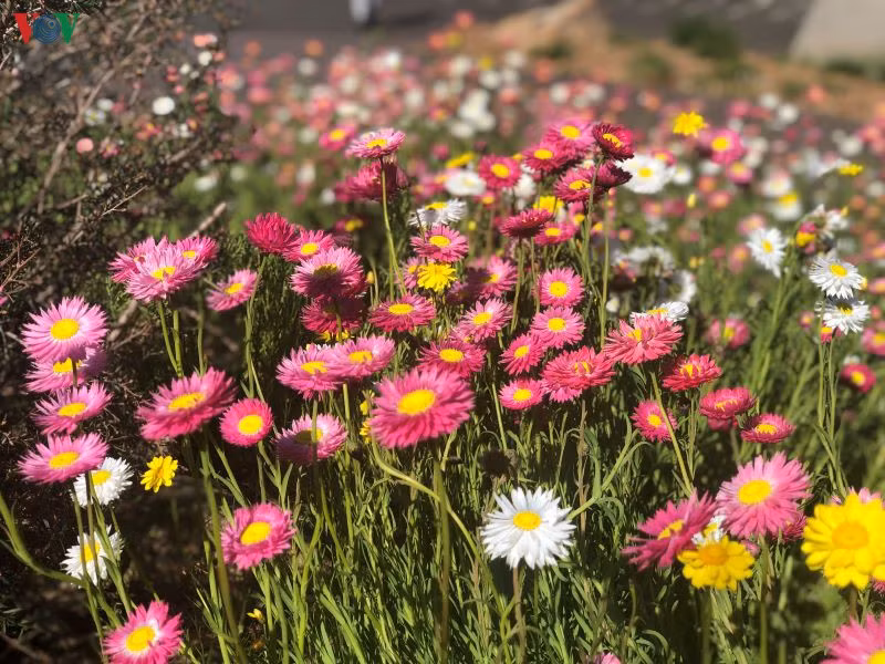  Không chỉ trong công viên mà trên bên lề đường cũng có thể bắt gặp các vạt hoa đầy màu sắc