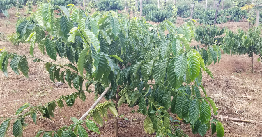 Xây dựng và bảo hộ chỉ dẫn địa lý “Gia Lai” cho sản phẩm cà phê, chanh dây. Ảnh: Gia Nguyễn