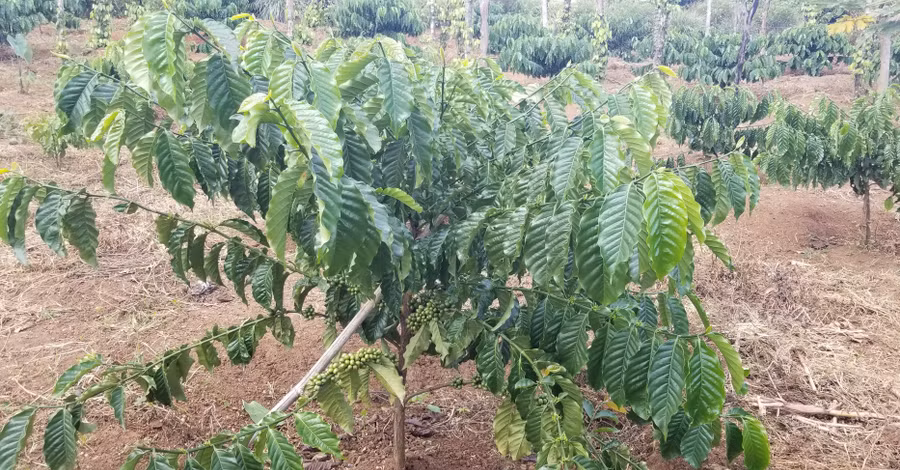 Xây dựng và bảo hộ chỉ dẫn địa lý “Gia Lai” cho sản phẩm cà phê, chanh dây. Ảnh: Gia Nguyễn