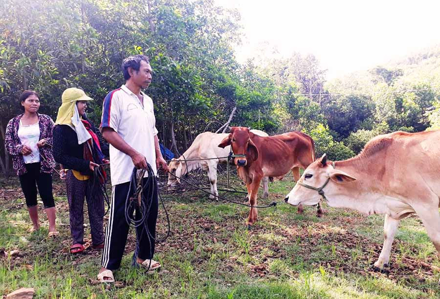  Người dân làng Pốt (xã Song An, thị xã An Khê) được cấp bò giống để phát triển kinh tế. Ảnh: T.N