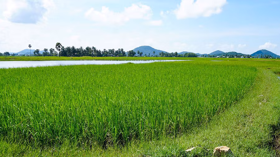 Trong thành phố Hà Tiên không có nhiều kênh đào như những địa phương khác ở Nam bộ. Nước mưa là nguồn cung cấp nước chính cho những cánh đồng này