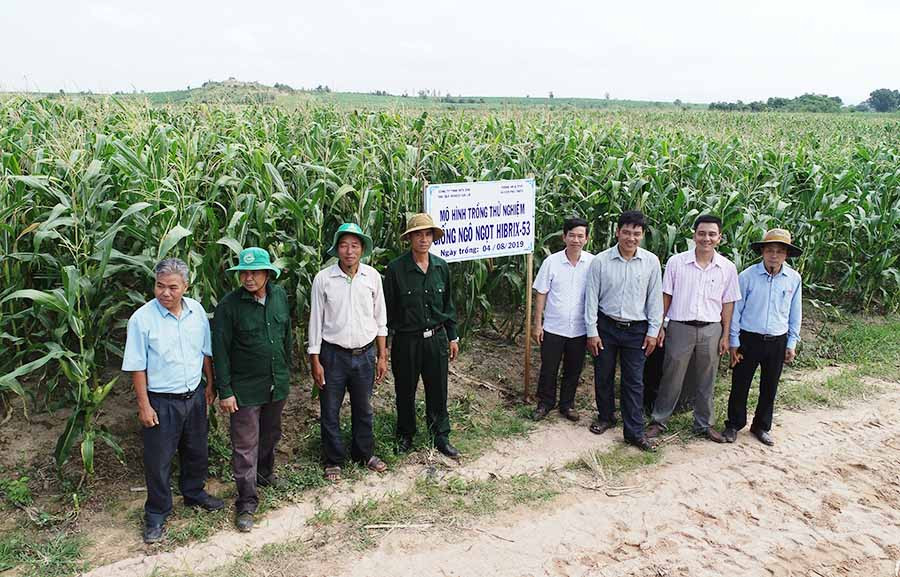  Cánh đồng bắp ngọt Hi Brix-53 cho lợi nhuận 31 triệu đồng/ha. Ảnh: Đ.P