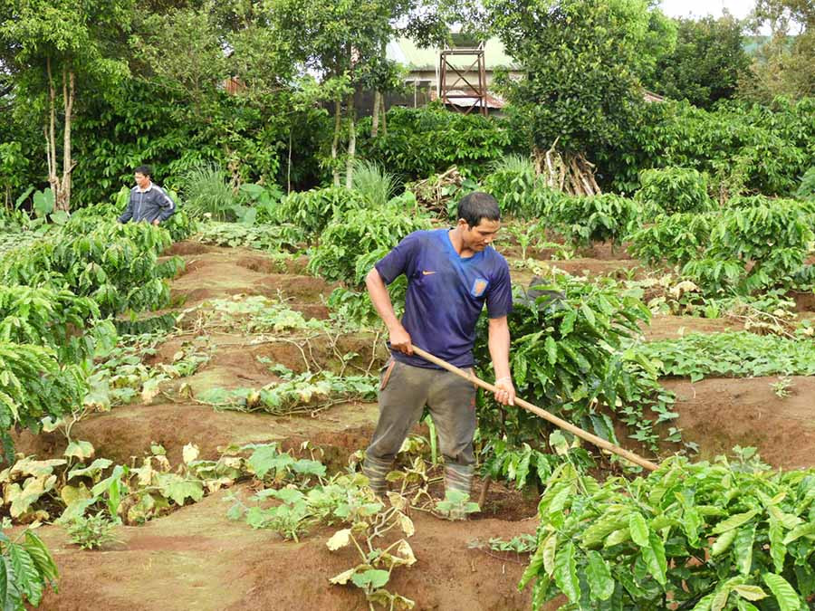  Nông dân tái canh vườn cà phê để mang lại hiệu quả kinh tế cao hơn. Ảnh: T.N