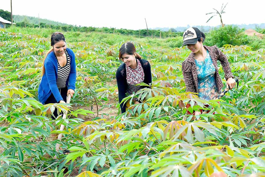 Nông dân chăm sóc mì cao sản. Ảnh: L.N Nông dân chăm sóc mì cao sản. Ảnh: L.N