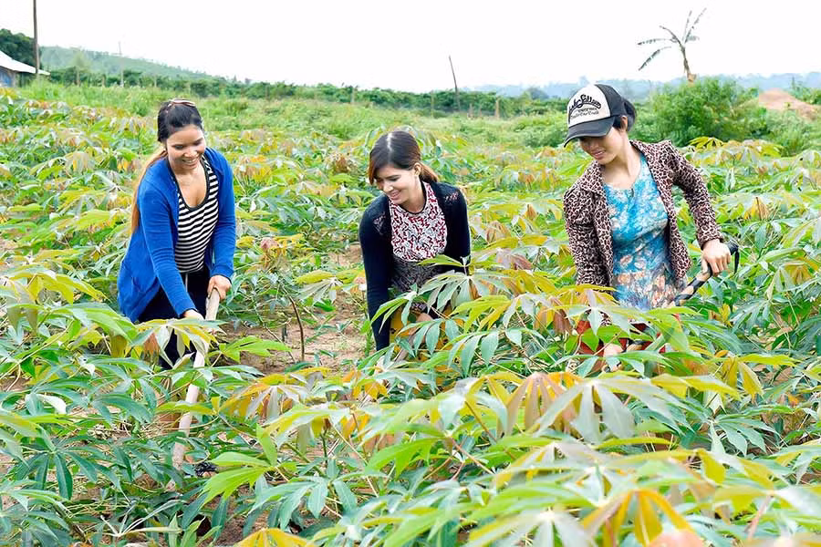 Nông dân chăm sóc mì cao sản. Ảnh: L.N