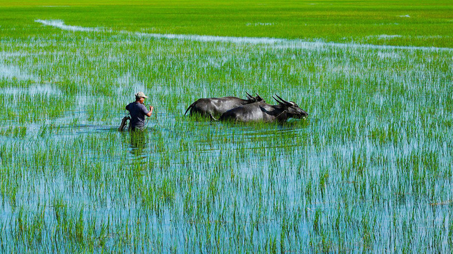 Những hình ảnh khiến người ta nhớ đến bộ phim Mùa len trâu của đạo diễn Nguyễn Võ Nghiêm Minh