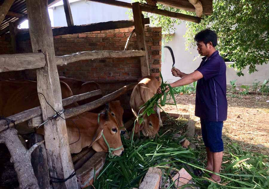  Ông Nguyễn Văn Hương (thôn 4, xã An Thành, huyện Đak Pơ) đã thoát nghèo nhờ được hỗ trợ mua bò lai sinh sản. Ảnh: N.H