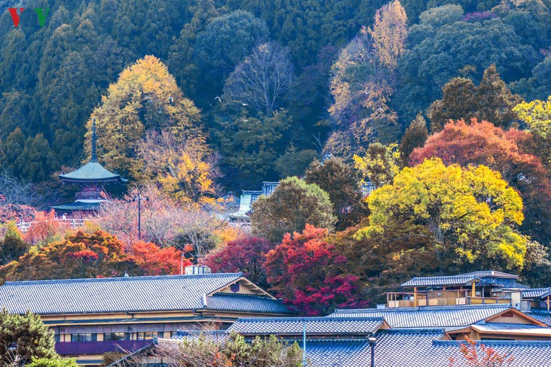 Lá thu ở Arashiyama không phải vài cây, vài con đường mà là cả một cánh rừng rộng lớn phủ khắp núi đồi. Mùa thu, rừng thay màu lá từ khoảng đầu tháng 11, khi nắng vẫn còn hanh hao nhưng gió đã rét ngọt ngào. Lá thu ở Arashiyama không phải vài cây, vài con đường mà là cả một cánh rừng rộng lớn phủ khắp núi đồi. Mùa thu, rừng thay màu lá từ khoảng đầu tháng 11, khi nắng vẫn còn hanh hao nhưng gió đã rét ngọt ngào.