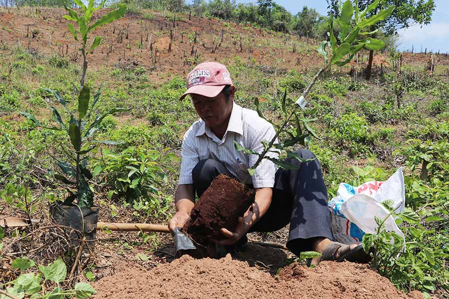 Ông Đinh Dúy (làng Tăng Lăng, xã Krong) trồng 100 cây mắc ca ở khu đất gần nhà để tiện chăm sóc. Ảnh: N.M  Ông Đinh Dúy (làng Tăng Lăng, xã Krong) trồng 100 cây mắc ca ở khu đất gần nhà để tiện chăm sóc. Ảnh: N.M