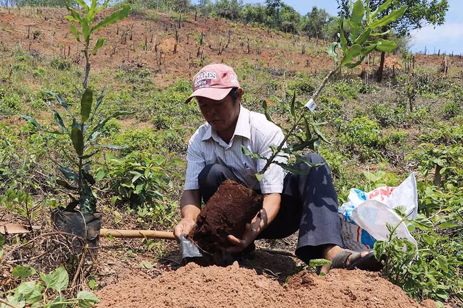  Ông Đinh Dúy (làng Tăng Lăng, xã Krong) trồng 100 cây mắc ca ở khu đất gần nhà để tiện chăm sóc. Ảnh: N.M