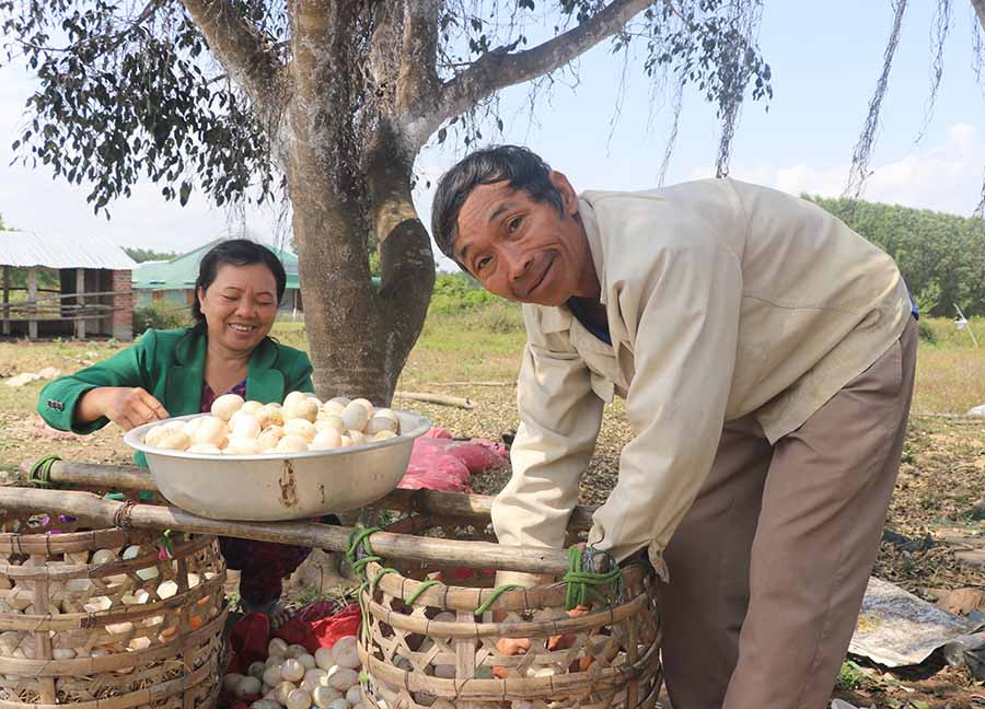  Trứng vịt chạy đồng của gia đình ông Nguyễn Đước (thôn An Điền Nam, xã Cửu An, thị xã An Khê) được thị trường ưa chuộng. Ảnh: N.M