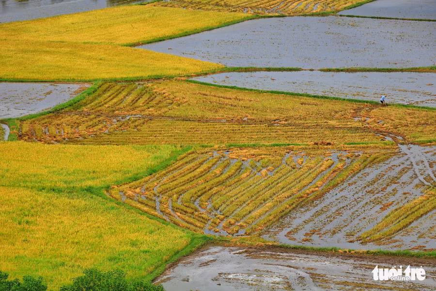 Những mảnh ghép ấn tượng của cánh đồng lúa - Ảnh: NGUYỆT NHI