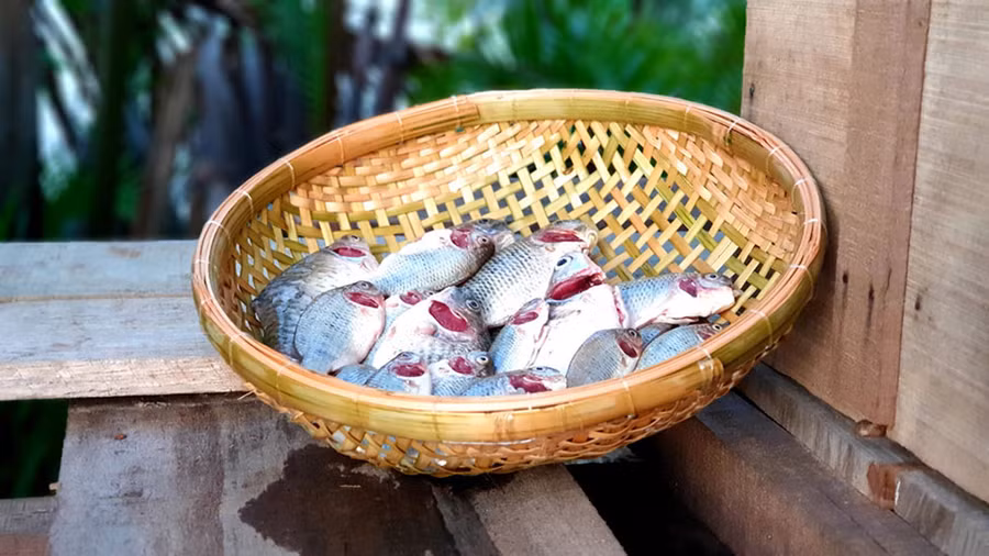  Cá phi chuẩn bị đi kho lạt