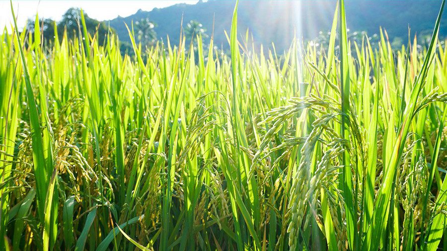 Những đồng lúa nằm xen kẽ giữa những ngọn núi khiến không gian thành phố này trở nên thoáng đãng