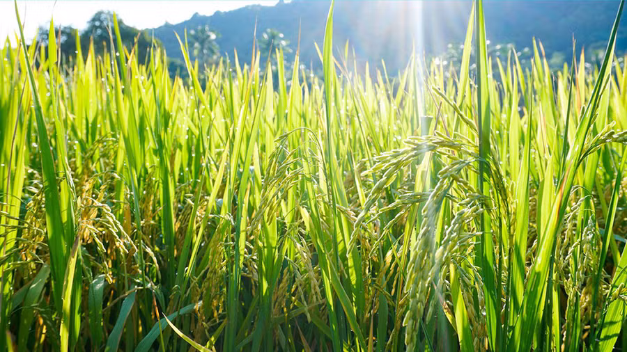 Những đồng lúa nằm xen kẽ giữa những ngọn núi khiến không gian thành phố này trở nên thoáng đãng