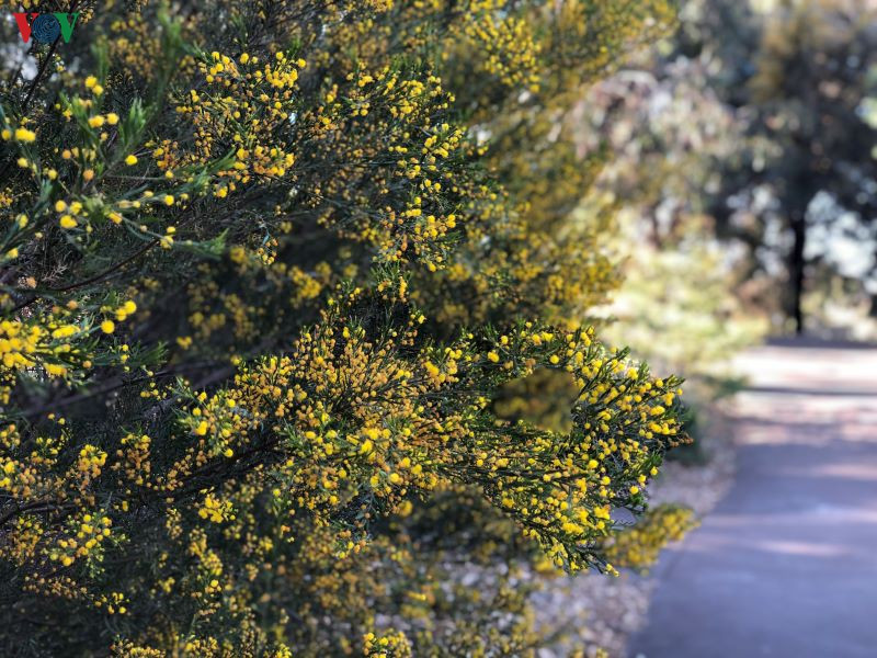 Mỗi lối đi, con đường đều trở nên lãng mạn hơn khi hoa đi theo từng bước chân.