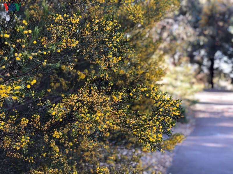 Mỗi lối đi, con đường đều trở nên lãng mạn hơn khi hoa đi theo từng bước chân.