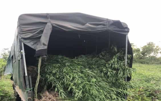 Lực lượng Công an đã tiến hành thu giữ toàn bộ cây cần sa được trồng trái phép. Văn Ngọc