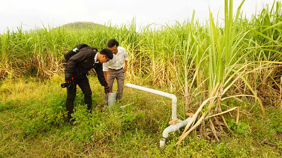  Dù được đầu tư hệ thống tưới nước nhưng năng suất mía chưa cao như kỳ vọng. Ảnh: C.H 