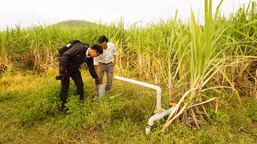  Dù được đầu tư hệ thống tưới nước nhưng năng suất mía chưa cao như kỳ vọng. Ảnh: C.H 