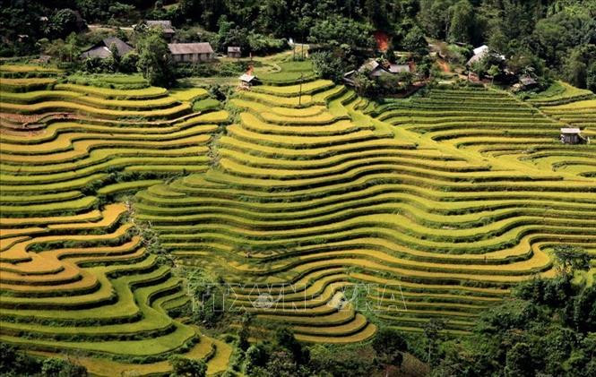 Ruộng bậc thang Hoàng Su Phì, tỉnh Hà Giang vào mùa thu hoạch lúa. Ảnh: Minh Tâm/TTXVN