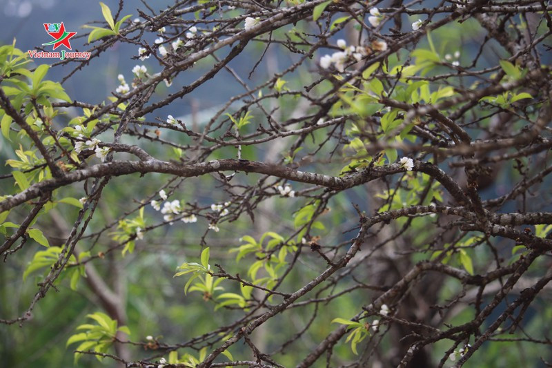 Hoa mận lung linh khoe sắc.