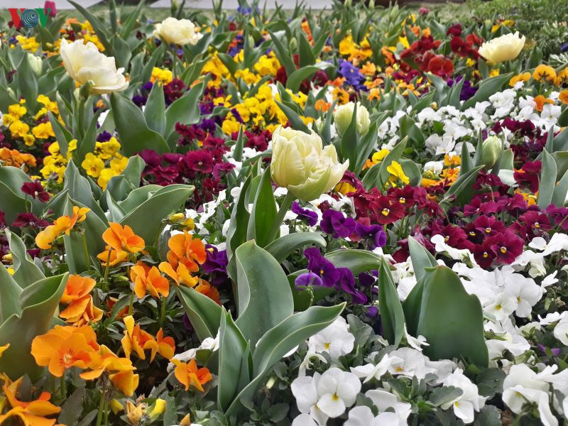  Một trong những “nữ hoàng” hoa của mùa xuân chính là tulip.