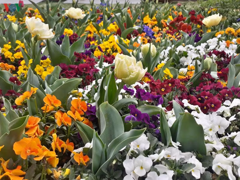  Một trong những “nữ hoàng” hoa của mùa xuân chính là tulip.