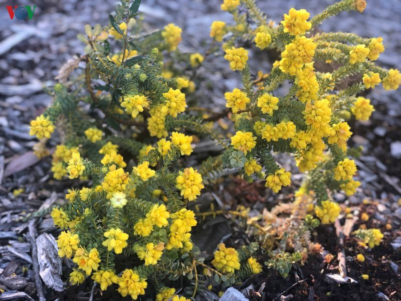  Nhiều loài hoa lạ mắt khiến du khách phải dừng chân để ngắm nhìn.