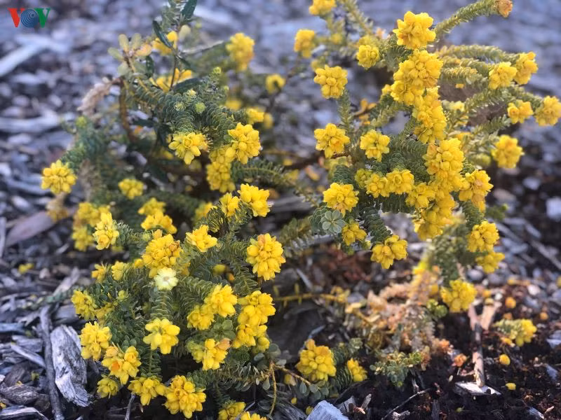  Nhiều loài hoa lạ mắt khiến du khách phải dừng chân để ngắm nhìn.