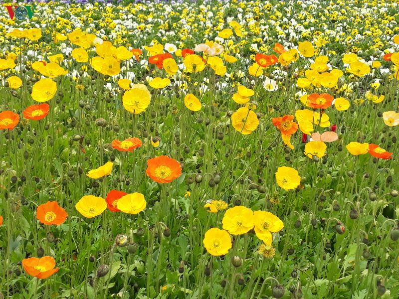  Vì là “nữ hoàng” nên hoa tuplip luôn được đặt ở vị trí trọng tâm trong các lễ hội hoa mùa xuân.