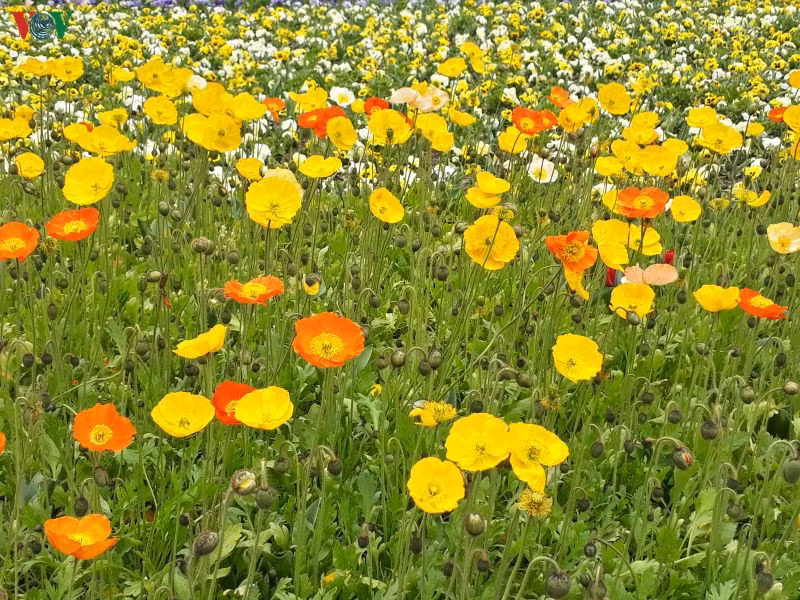  Vì là “nữ hoàng” nên hoa tuplip luôn được đặt ở vị trí trọng tâm trong các lễ hội hoa mùa xuân.