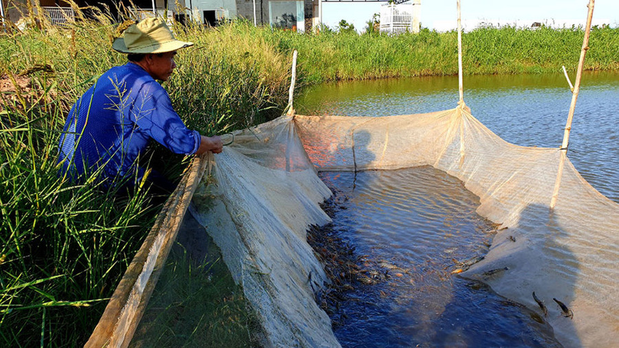Trong ao có rất nhiều tôm càng