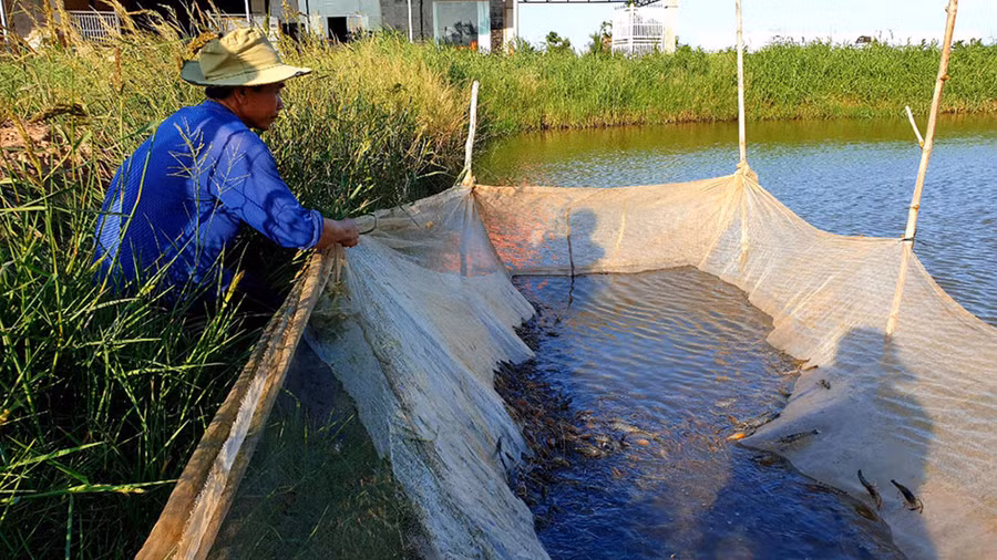 Trong ao có rất nhiều tôm càng