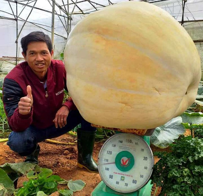  Quả bí ngô khổng lồ nặng hơn 100 kg được anh Định thu hoạch chuẩn bị lễ hội Halloween.