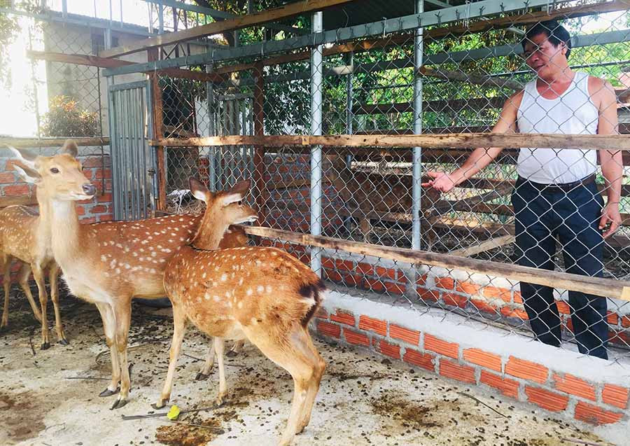 Các hộ tham gia mô hình nuôi hươu sao lấy nhung trên địa bàn huyện Krông Pa có thu nhập ổn định mỗi năm hơn 20 triệu đồng. Ảnh: N.N  Các hộ tham gia mô hình nuôi hươu sao lấy nhung trên địa bàn huyện Krông Pa có thu nhập ổn định mỗi năm hơn 20 triệu đồng. Ảnh: N.N