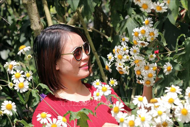 Du khách thích thú với hoa Dã quỳ trắng. Ảnh: Tuấn Anh/TTXVN